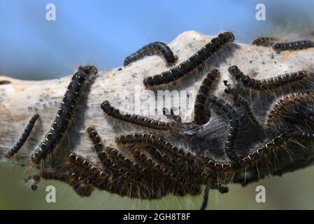 Group or Cluster of Pine Processionary Caterpillars of the Pine Processionary Moth, Thaumetopoea pityocampa, Emerging from Silken Nest Stock Photo