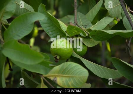 SELECTIVE FOCUS ON GUAVA TREE WITH FRUITS AND LEAVES. Stock Photo