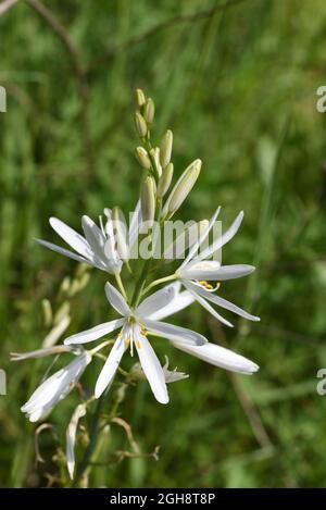 White Flowers of St. Bernard's Lily, Anthericum liliago Stock Photo