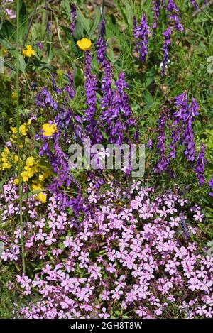 Rock Soapwort, Saponaria ocymoides, aka Tumbling Ted and Cow Vetch, Vicia cracca, aka Tufted Vetch, Bird Vetch, Boreal Vetch or Blue Vetch Stock Photo