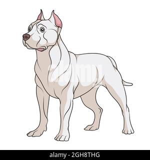 Color illustration of a pit bull dog. Isolated vector object on white background. Stock Vector