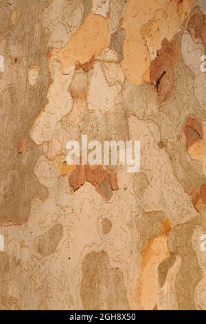 Tree Bark texture of Platanus occidentalis. Stock Photo