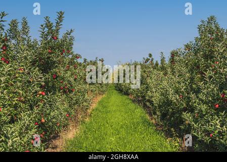 path between rows of apple trees at orchard, red ripe apples on trees against blue sky Stock Photo