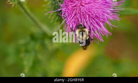 OLYMPUS DIGITAL CAMERA - Close-up of a bumblebee collecting nectar from the pink flower on a bull thistle plant. Stock Photo