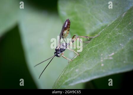 Insect of the Campopleginae subfamily rests on a leaf Stock Photo