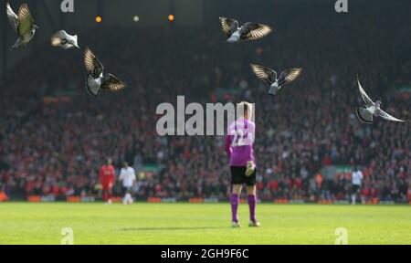 Pigeons fly around the stadium during the game during the Barclays Premier League match between Liverpool and Manchester United at Anfield, Liverpool, England on March 22, 2015. Picture Simon Bellis. Stock Photo
