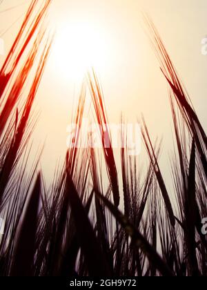 Toned Photo of High Grass Silhouette and Red Sun Stock Photo