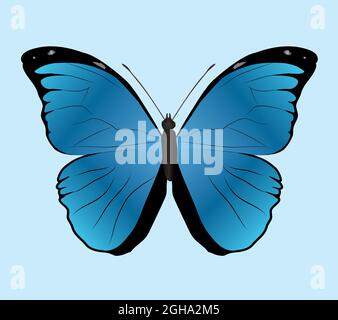 Morpho menelaus butterfly or Menelaus blue morpho on a lightblue background. Dorsal view. Stock Vector