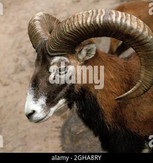 Mouflon with large horns in the zoo close-up. Stock Photo