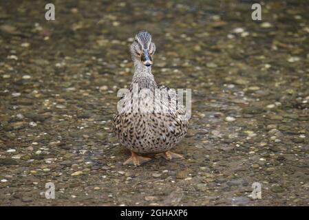 Close-Up Portrait of Female Mallard Duck (Anas platyrhynchos) Looking into Camera, Standing in Shallow, Stoney Water, in Early Autumn in England, UK Stock Photo