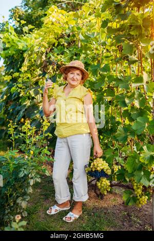 Happy senior farmer picking crop of grapes on ecological farm. Woman holding basket with table grapes and pruner in orchard. Gardening, farming concep Stock Photo