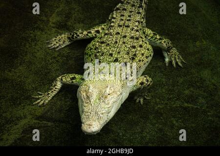 White albino crocodile lurking in water Stock Photo