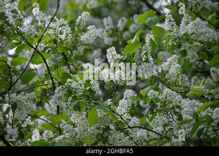 Traubenkirsche, Gewöhnliche Traubenkirsche, Blüten, Blüte, blühend, Prunus padus, European Bird Cherry, bird cherry, hackberry, hagberry, Mayday tree, Stock Photo