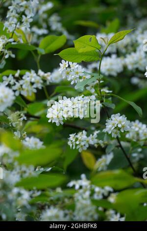 Traubenkirsche, Gewöhnliche Traubenkirsche, Blüten, Blüte, blühend, Prunus padus, European Bird Cherry, bird cherry, hackberry, hagberry, Mayday tree, Stock Photo