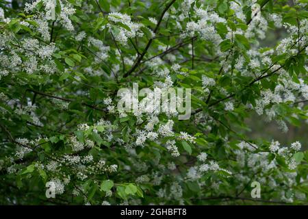 Traubenkirsche, Gewöhnliche Traubenkirsche, Blüten, Blüte, blühend, Prunus padus, European Bird Cherry, bird cherry, hackberry, hagberry, Mayday tree, Stock Photo