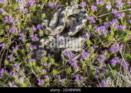 A European Cat Snake, or Soosan Snake, Telescopus fallax, curled up on Mediterranean Thyme in Malta. Stock Photo
