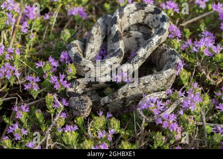 A European Cat Snake, or Soosan Snake, Telescopus fallax, curled up on Mediterranean Thyme in Malta. Stock Photo