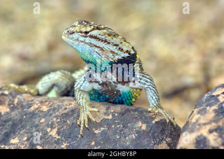 A colorful Desert Spiny Lizard native to Arizona warming up on a rock. Species Sceloporus magister, family Phrynosomatidae. Stock Photo