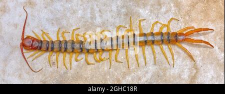 A Giant Centipede, Scolopendra Heros, native to Arizona measuring 6 inches long. They can get up to 8 inches long. Stock Photo