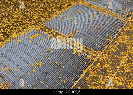 Small, bright yellow fall leaves on a sidewalk surrounding large metal storm drains, horizontal aspect Stock Photo