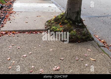 Urban tree growing out of a sidewalk space, plants and moss at the base with fall leaves, horizontal aspect Stock Photo