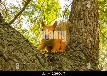 A squirrel eats a nut while sitting on a fork in a tree in a city park. Stock Photo
