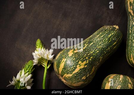 Fresh and green elongated pumpkin  and white flowers on a black wooden table Stock Photo