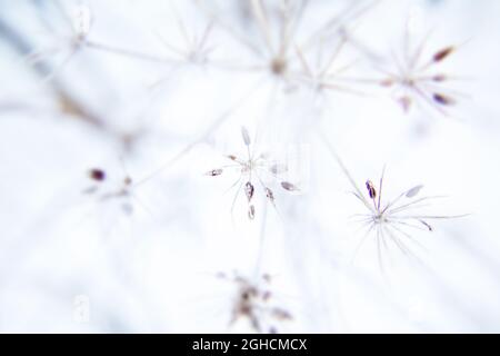Abstract background with branches of dry meadow flowers and dandelion. Blurry background Stock Photo