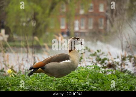 Egyptian goose in high grass in front of water fountain Stock Photo