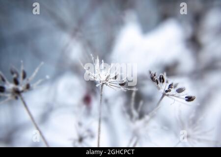 Abstract background with branches of dry meadow flowers and dandelion. Blurry background Stock Photo