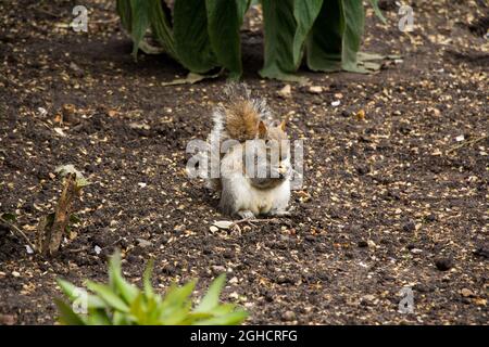 Closeup of a cute wild squirrel eating a nut in one of Londons park Stock Photo