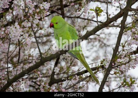 Neck banded parakeet sitting in a tree full with blossoms Stock Photo