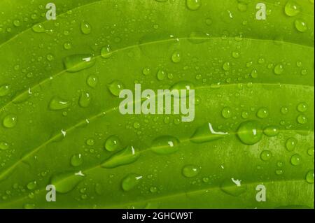 Fresh wet green leaf with drops Stock Photo