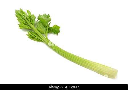 Fresh celery  isolated on white background Stock Photo