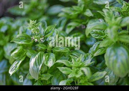 Fresh basil in an herb garden - close up of Ocimum basilicum flowering - sweet basil and Purpurescens flowers Stock Photo