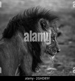Big male African lion Panthera leo drinking water, Kalahari, Namibia Stock Photo