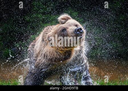 Wild Brown Bear (Ursus Arctos) splashing on pond in the summer forest. Shaking Spray, shakes off. Animal in natural habitat. Wildlife scene