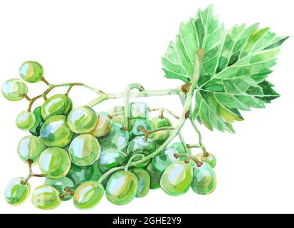 Watercolor branch green grapes, illustration isolated on white background. Stock Photo