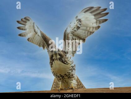 Red-Tailed Hawk at Jefferson Lake Colorado Stock Photo
