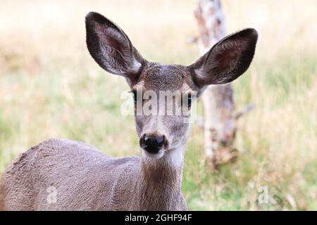 Closeup of a female mule deer head Stock Photo