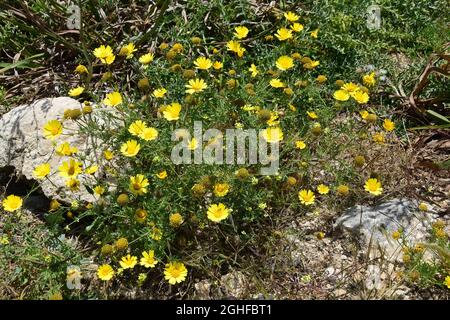 garland chrysanthemum, edible chrysanthemum, crowndaisy chrysanthemum, Kronenwucherblume, Glebionis coronaria, koronás margitvirág, Malta, Europe Stock Photo
