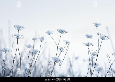 Winter scene, snow covered dried plants Stock Photo