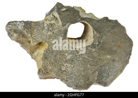 adder stone from Heligoland, Germany isolated on white background Stock Photo