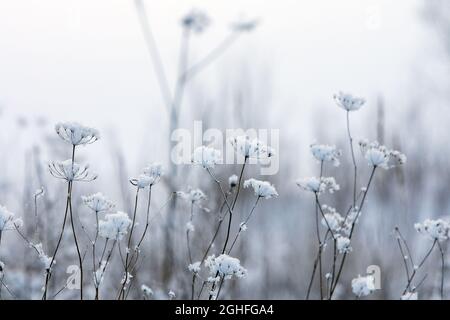 Winter scene, snow covered dried plants Stock Photo