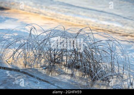 Frost covered sedges on the shore next to ice covered water surface Stock Photo