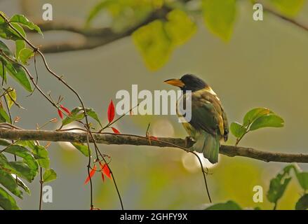 Great Barbet (Psilopogon virens magnifica) adult perched on branch Eaglenest, Arunachal Pradesh, India                January Stock Photo