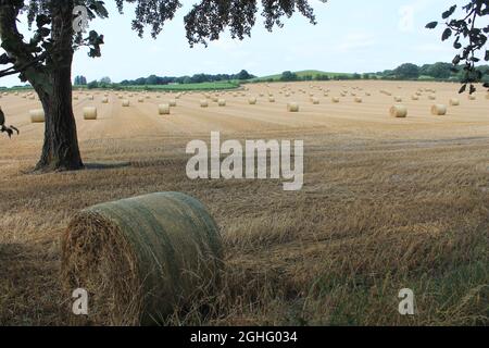 Farmland on a summers afternoon with straw bales waiting to be harvested by farmer with trees in background West Yorkshire UK near Wakefield. Stock Photo