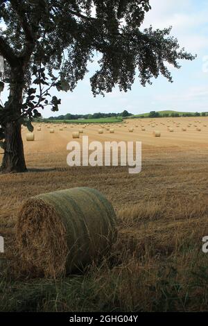 Farmland on a summers afternoon with straw bales waiting to be harvested by farmer with trees in background West Yorkshire UK near Wakefield. Stock Photo