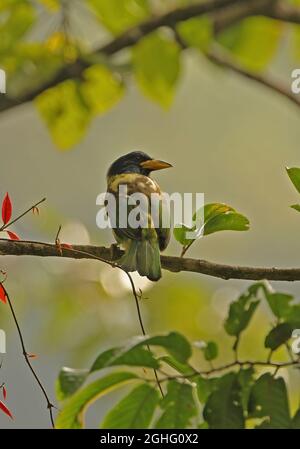 Great Barbet (Psilopogon virens magnifica) adult perched on branch Eaglenest, Arunachal Pradesh, India                January Stock Photo