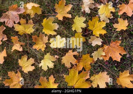 A carpet of beautiful maple leaves on the grass on an autumn sunny day. Stock Photo
